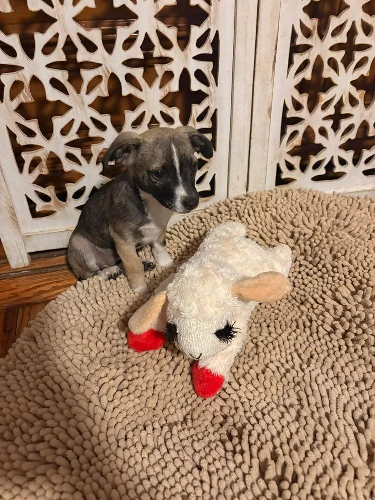 Peppermint Patty thumbnail 4