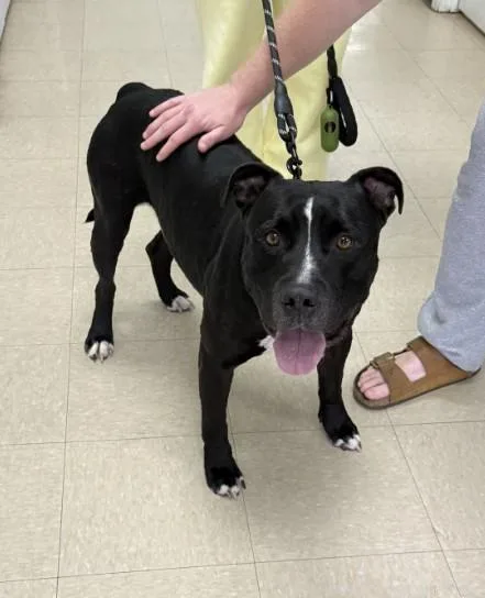 An adult large-sized male Pit Bull Terrier dog named Martin for adoption in Killeen, TX