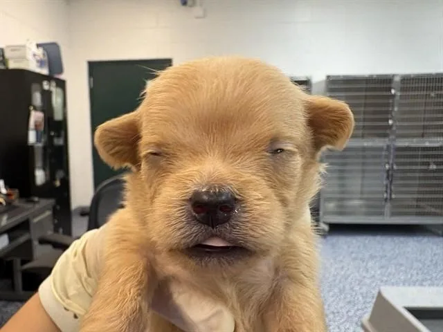 A baby small-sized female Terrier dog named Millie for adoption in Thousand Palms, CA
