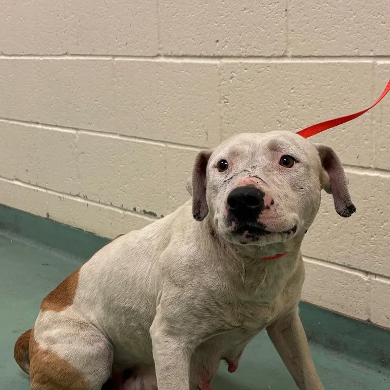 An adult medium-sized female White / Cream Mixed Breed dog named French Fry for adoption in Memphis, TN