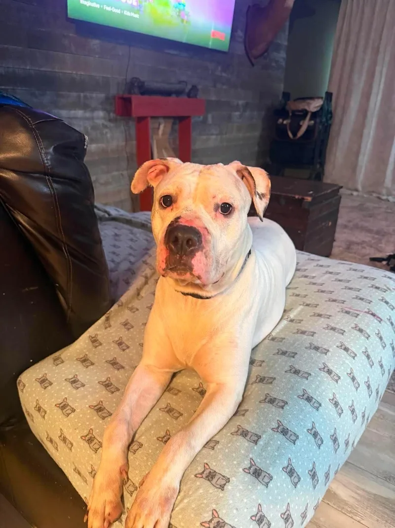 Nova