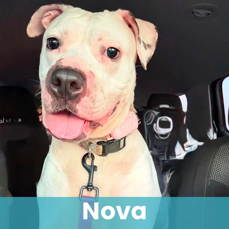 Nova thumbnail 3