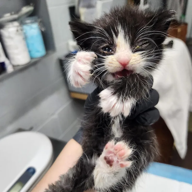 A baby small-sized female Black Domestic Short Hair cat named Magnifico @ Petsmart On for adoption in Summerville, SC