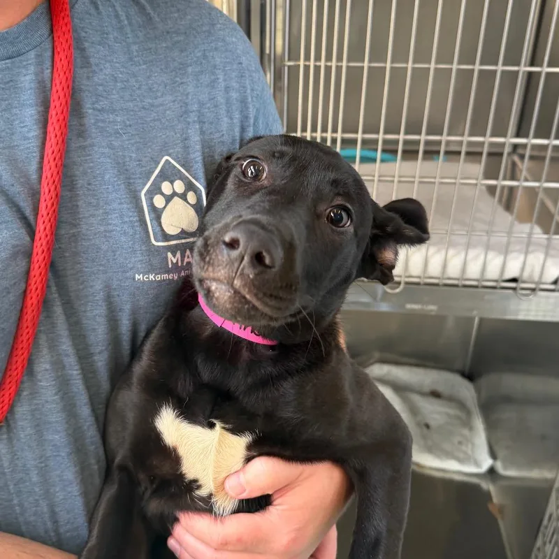 A baby small-sized female Black Mixed Breed dog named Princess Peach for adoption in Chattanooga, TN