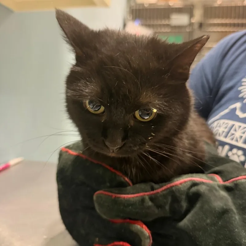 An adult medium-sized female Black Domestic Short Hair cat named Rosco for adoption in Chattanooga, TN