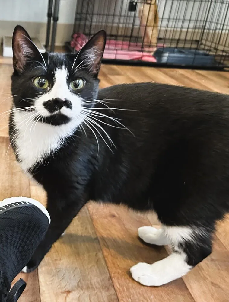 A young medium-sized male Domestic Short Hair cat named Mittens for adoption in Mooresville, NC