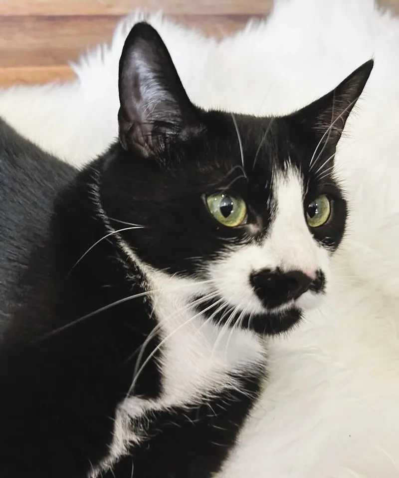 Mittens thumbnail 2