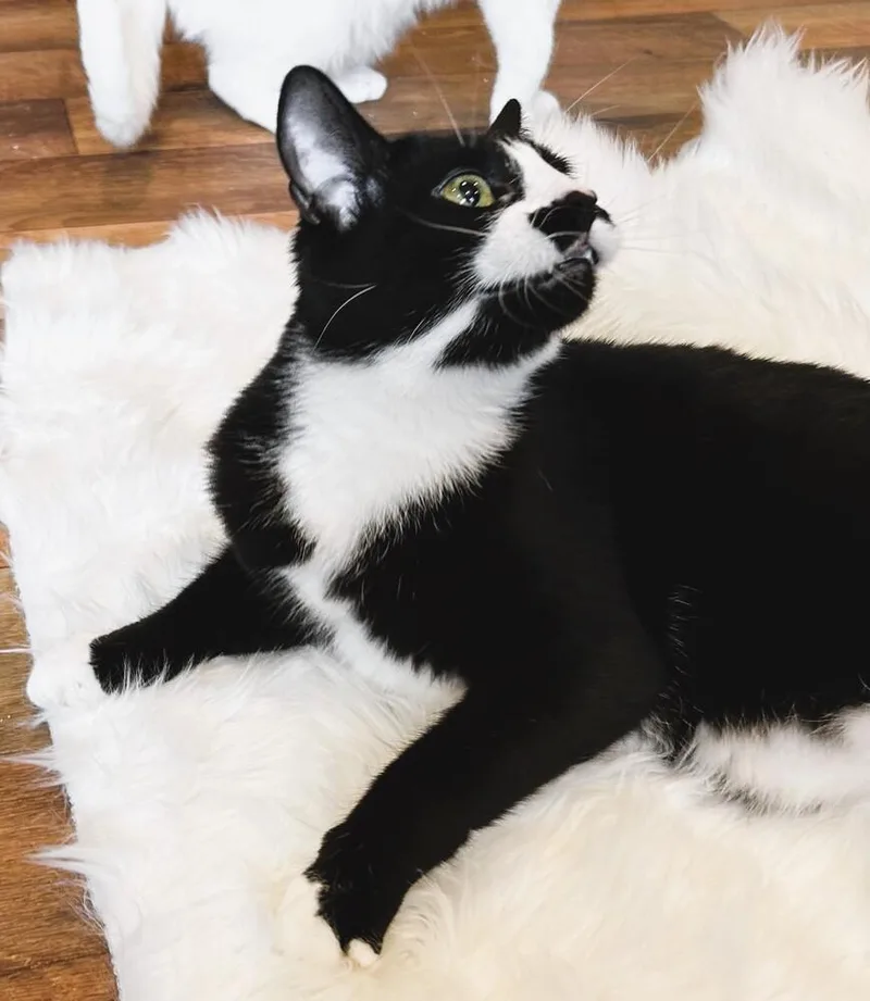 Mittens thumbnail 3
