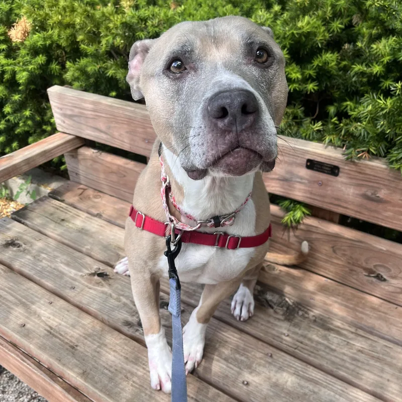 A senior large-sized female Yellow / Tan / Blond / Fawn Pit Bull Terrier dog named Dusty for adoption in House Springs, MO