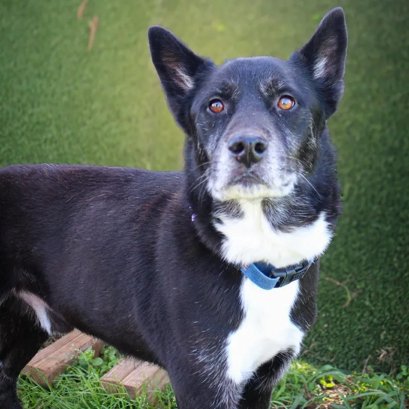 An adult medium-sized male Black Mixed Breed dog named Benton for adoption in Lake Jackson, TX