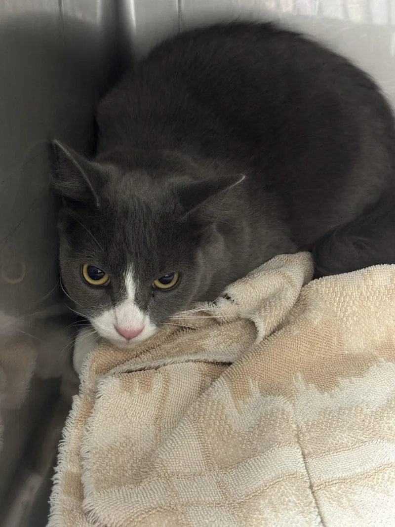 A young medium-sized male Domestic Short Hair cat named Smokey for adoption in Chatsworth, CA