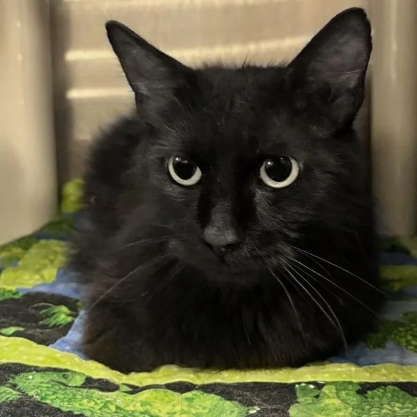 An adult medium-sized female Black Domestic Medium Hair cat named Sandy for adoption in Austin, TX