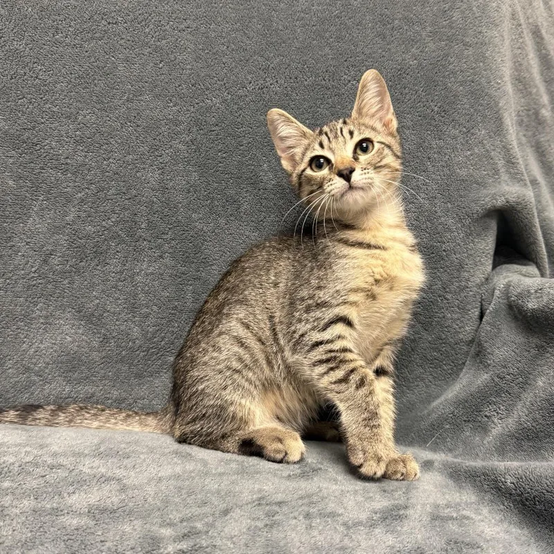 A baby medium-sized male Domestic Short Hair cat named Tramp for adoption in Brenham, TX