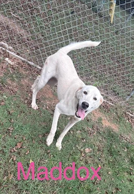 A young large-sized female Great Pyrenees dog named Maddox for adoption in Zimmerman, MN