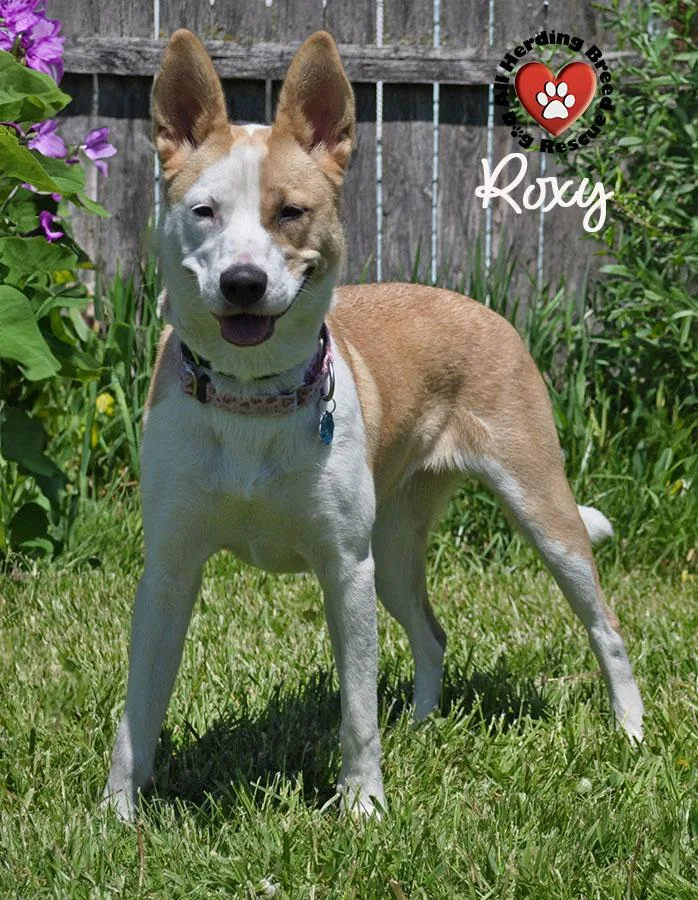 Roxy thumbnail 3