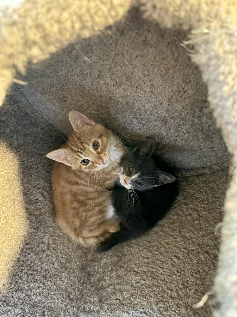 A baby medium-sized female American Shorthair cat named Nova for adoption in Atlanta, GA