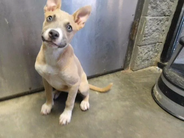 A baby small-sized female Siberian Husky dog named Butter Bean for adoption in Tulsa, OK