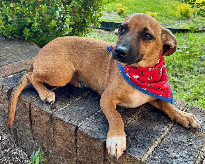 A young small-sized male Brown / Chocolate Chihuahua dog named Outgoing Qzzie  A for adoption in Cypress, TX