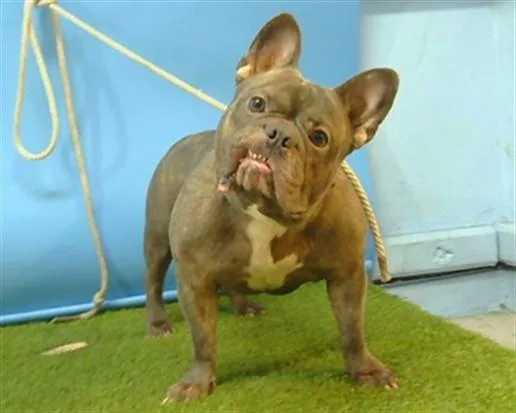 A young medium-sized male French Bulldog dog named Harley for adoption in Gardena, CA