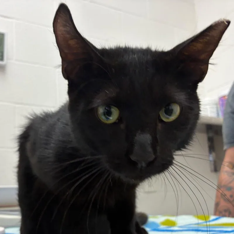 A young medium-sized male Black Domestic Short Hair cat named Choosy for adoption in Corpus Christi, TX
