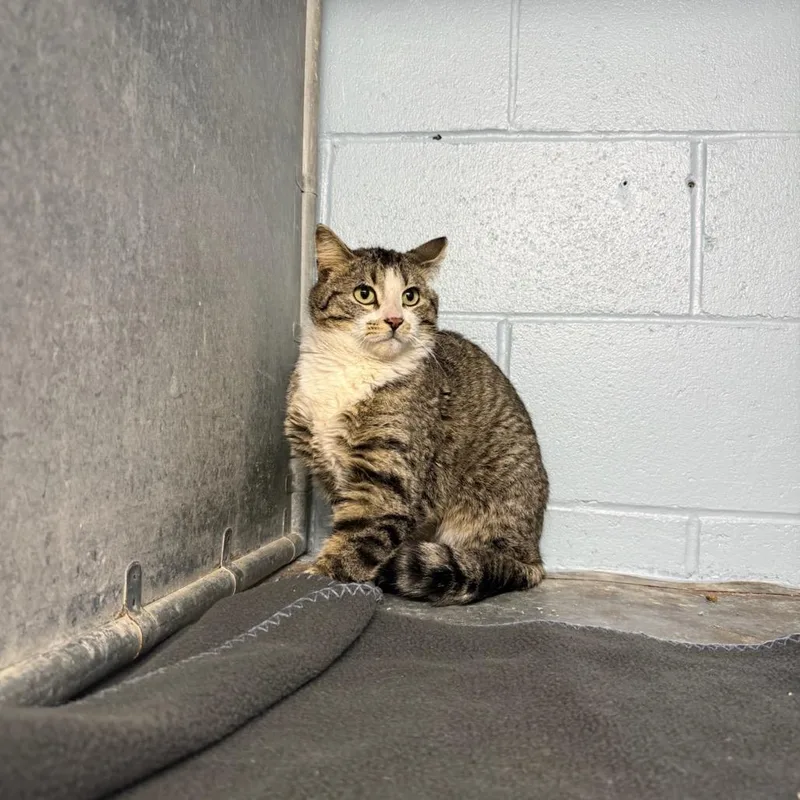 A young medium-sized male Tabby (Gray / Blue / Silver) Domestic Short Hair cat named Tyger for adoption in Crookston, MN