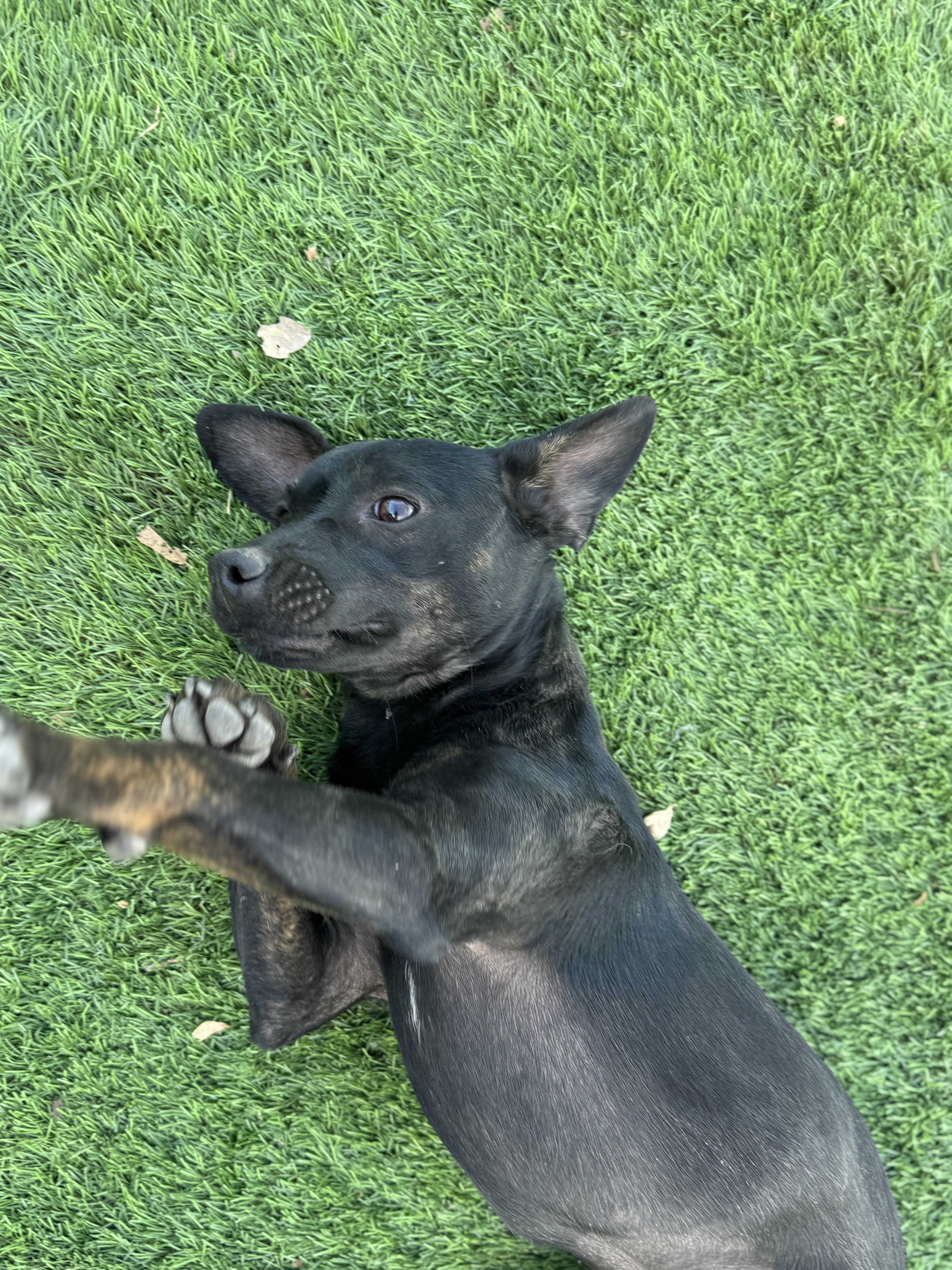 A baby small-sized female Miniature Pinscher dog named Ms. Sweetie Pie Ella for adoption in Ridgefield, WA