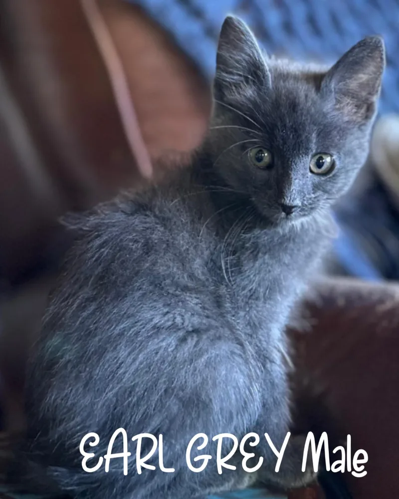 A baby large-sized male Gray / Blue / Silver Domestic Medium Hair cat named Earl Grey for adoption in White Lake, MI