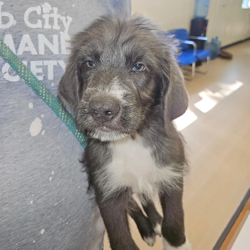 A baby medium-sized male Brown / Chocolate Retriever dog named Chococat for adoption in Hattiesburg, MS