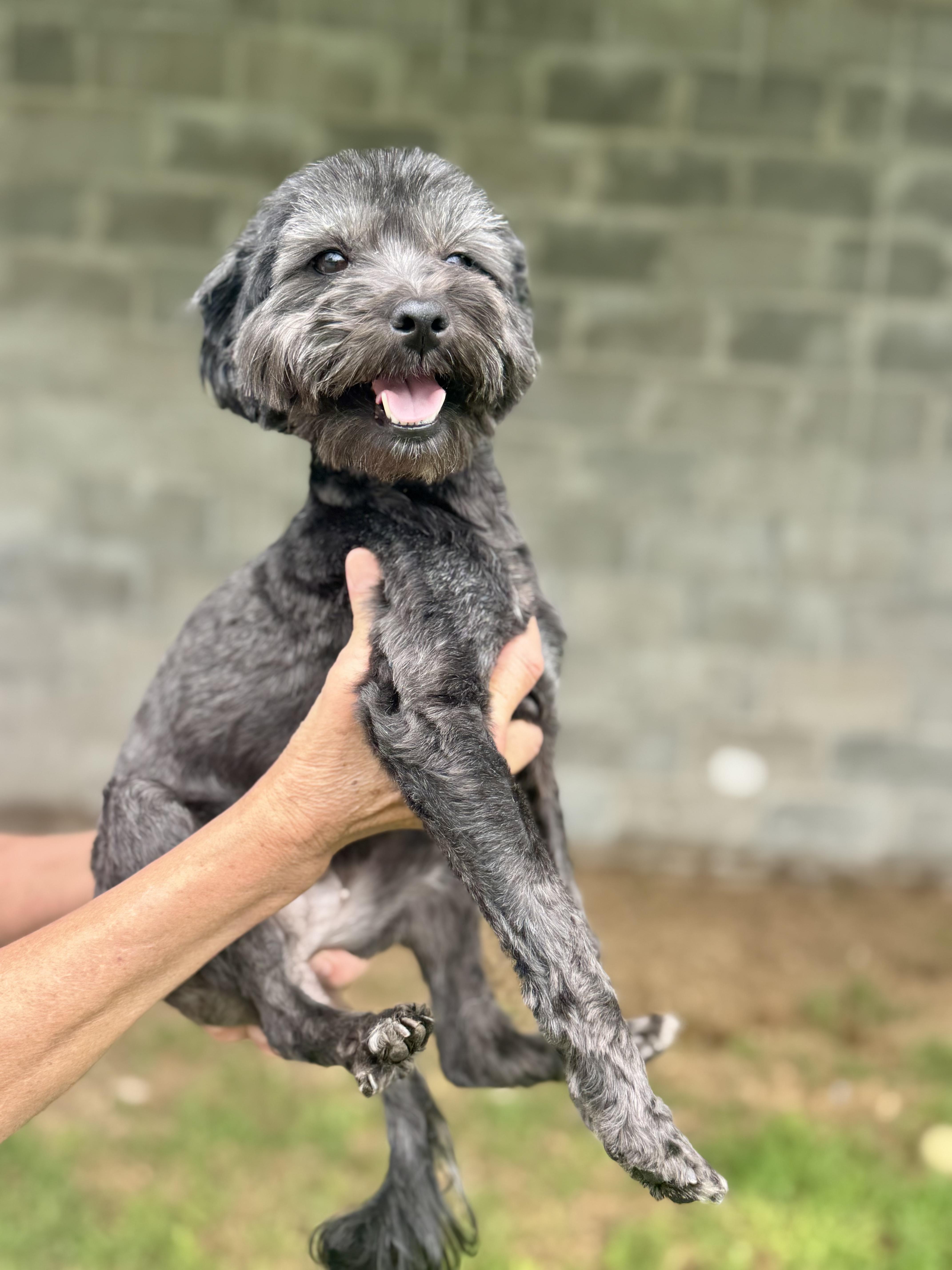 A young small-sized female Black Havanese dog named Middy for adoption in Manvel, TX