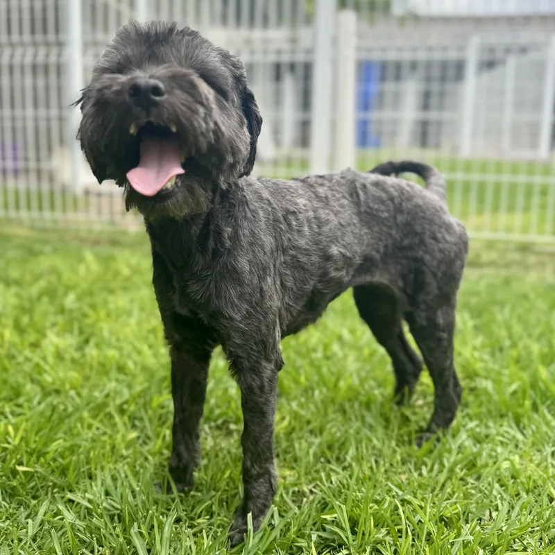 Middy thumbnail 5