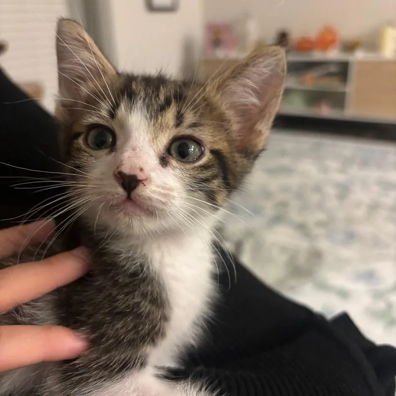 A baby small-sized male Brown / Chocolate Domestic Short Hair cat named Fry Cook for adoption in Austin, TX