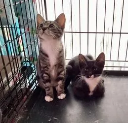 A young medium-sized female Domestic Short Hair cat named Lavender for adoption in San Diego, CA