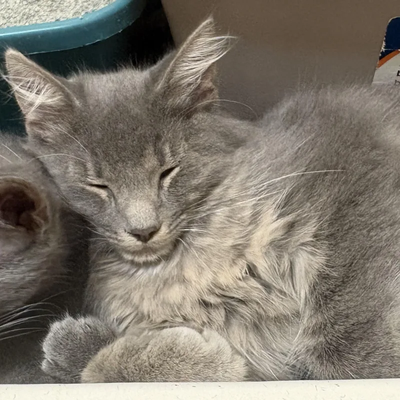 A baby medium-sized female Gray & White Domestic Medium Hair cat named Melody for adoption in Columbus, OH