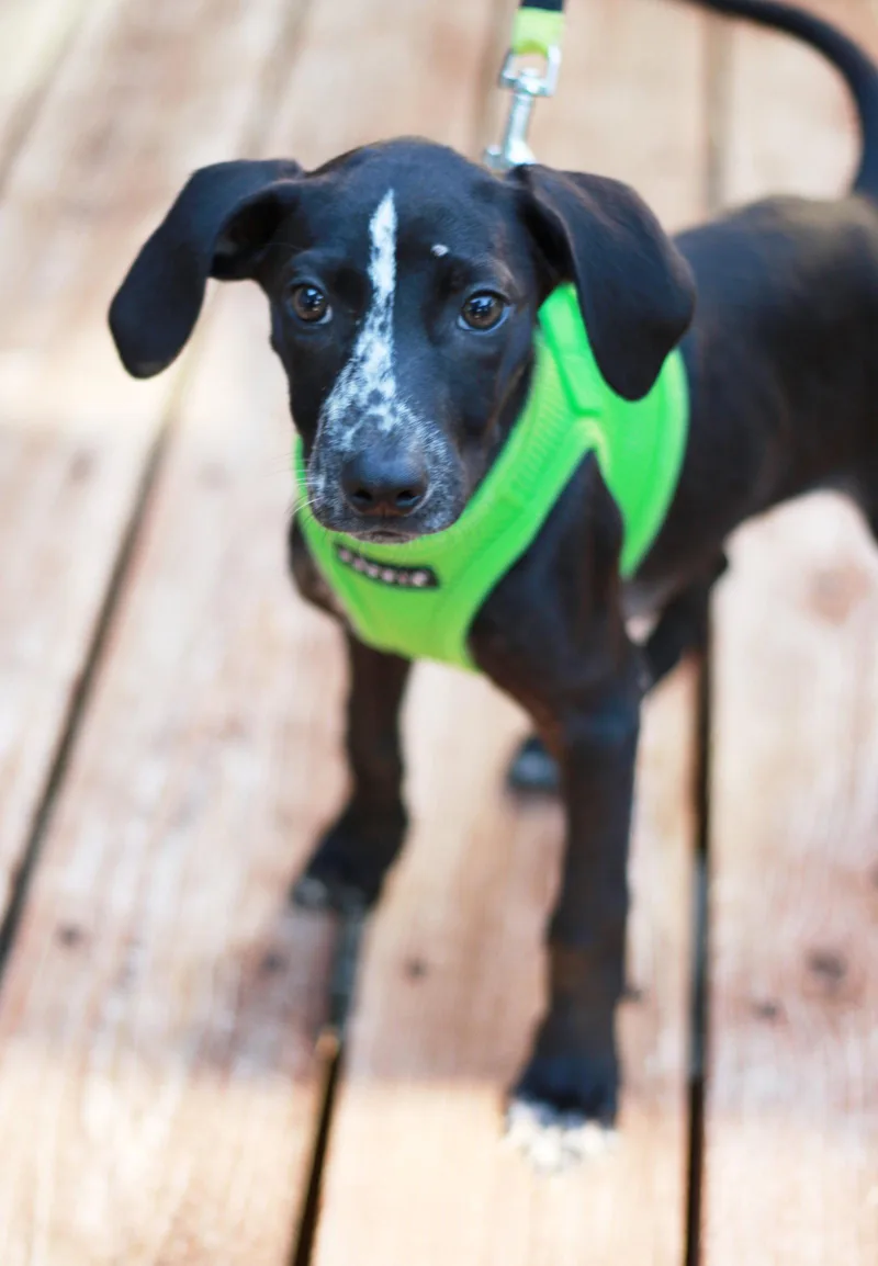 A baby medium-sized male Labrador Retriever dog named Reik for adoption in Mankato, MN
