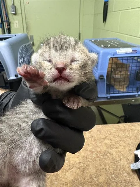 A baby small-sized female Domestic Short Hair cat named Nectar for adoption in Indianapolis, IN