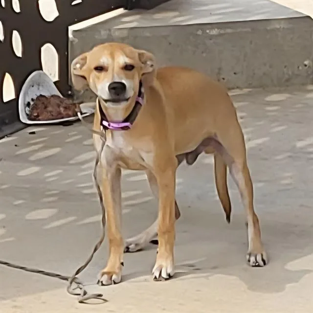 A baby small-sized male Terrier dog named Cherry for adoption in San Antonio, TX