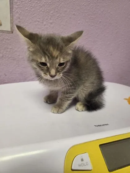 A baby small-sized male Gray / Blue / Silver Domestic Short Hair cat named Luke for adoption in El Paso, TX