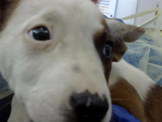 A baby large-sized female Mixed Breed dog named Bluey for adoption in Dallas, TX