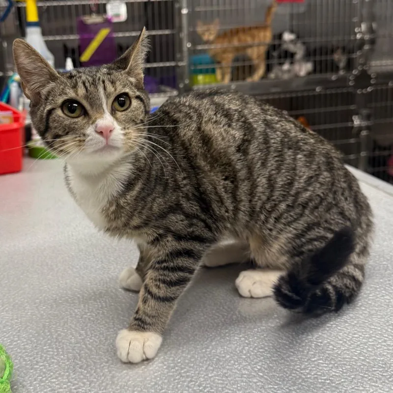 A young small-sized female Brown / Chocolate Domestic Short Hair cat named Alyssum for adoption in Spokane, WA