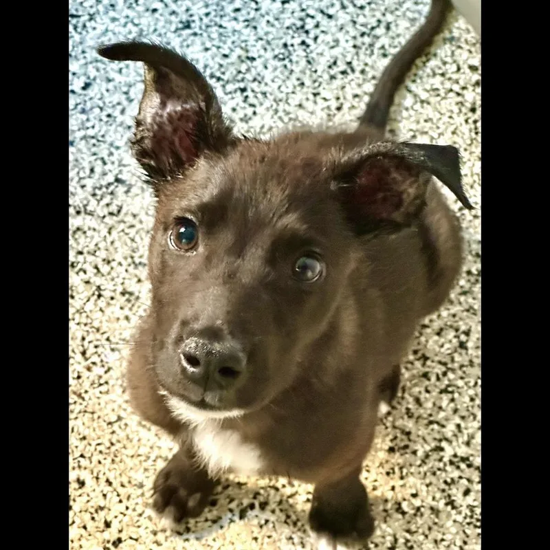A baby medium-sized male Tricolor (Brown, Black, & White) Mixed Breed dog named Percy for adoption in Hurricane, UT