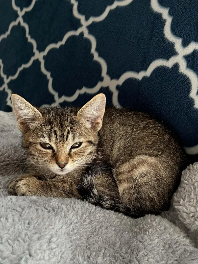 A baby small-sized female Tabby (Buff / Tan / Fawn) Domestic Short Hair cat named Poppy & Daisy for adoption in Bayonne, NJ