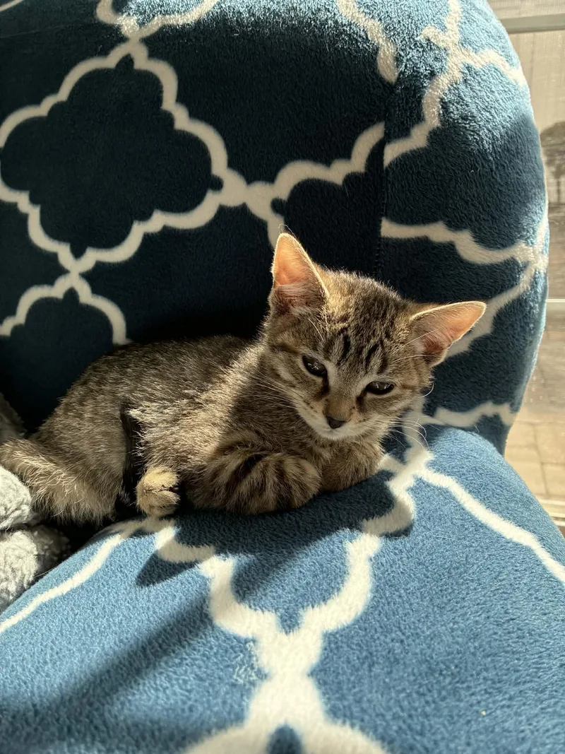 Poppy & Daisy thumbnail 2