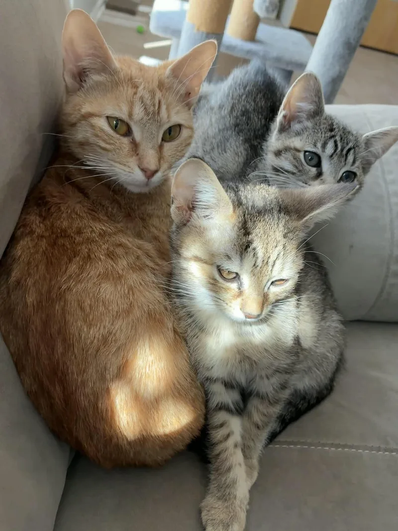 Poppy & Daisy thumbnail 3