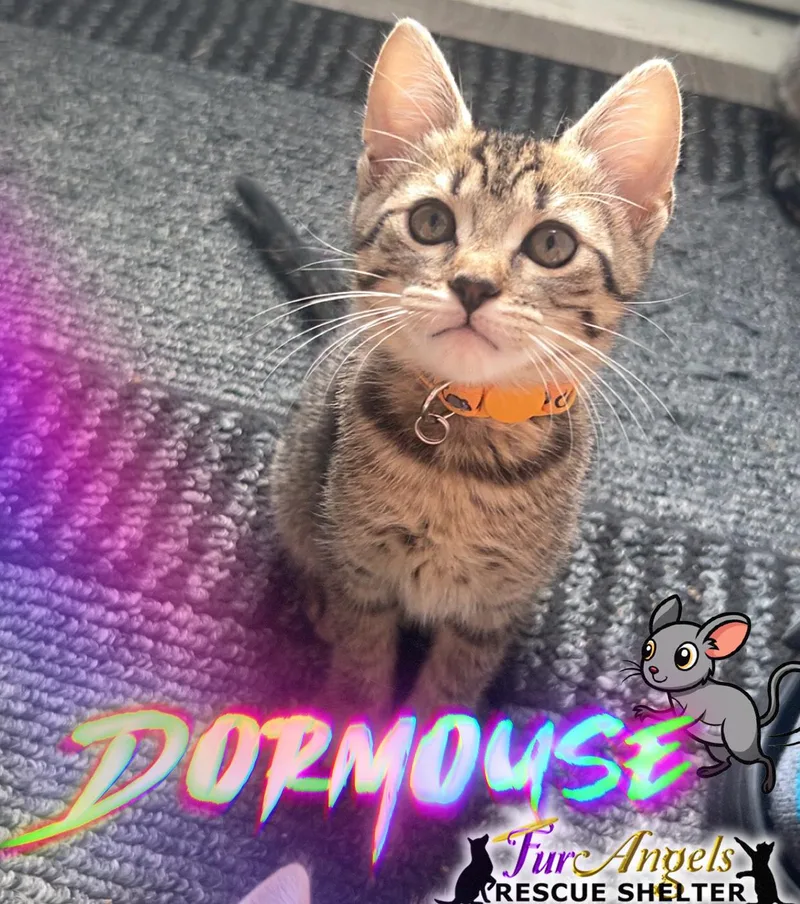 A baby medium-sized female Brown / Chocolate Domestic Short Hair cat named Dormouse for adoption in Toledo, OH