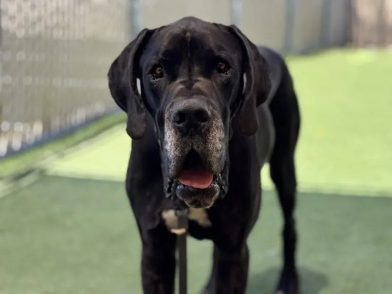 An adult extra large-sized male Black Great Dane dog named Tanky for adoption in Oceanside , CA