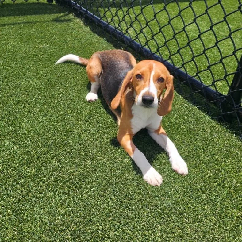 A young small-sized female Brown / Chocolate Beagle dog named Kylie aka Shay for adoption in LOXAHATCHEE, FL