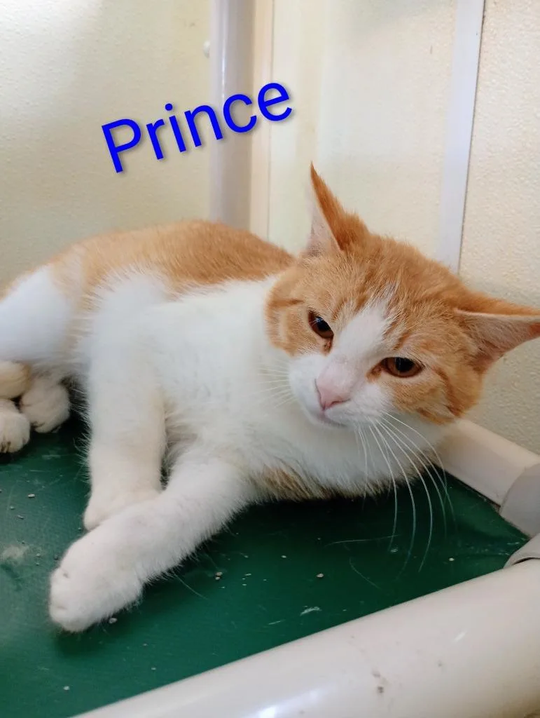 A young medium-sized male American Shorthair cat named Prince for adoption in Saint James, MN