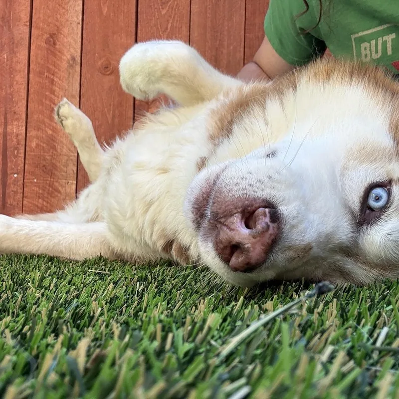 An adult large-sized male Husky dog named Nutmeg for adoption in ventura, CA