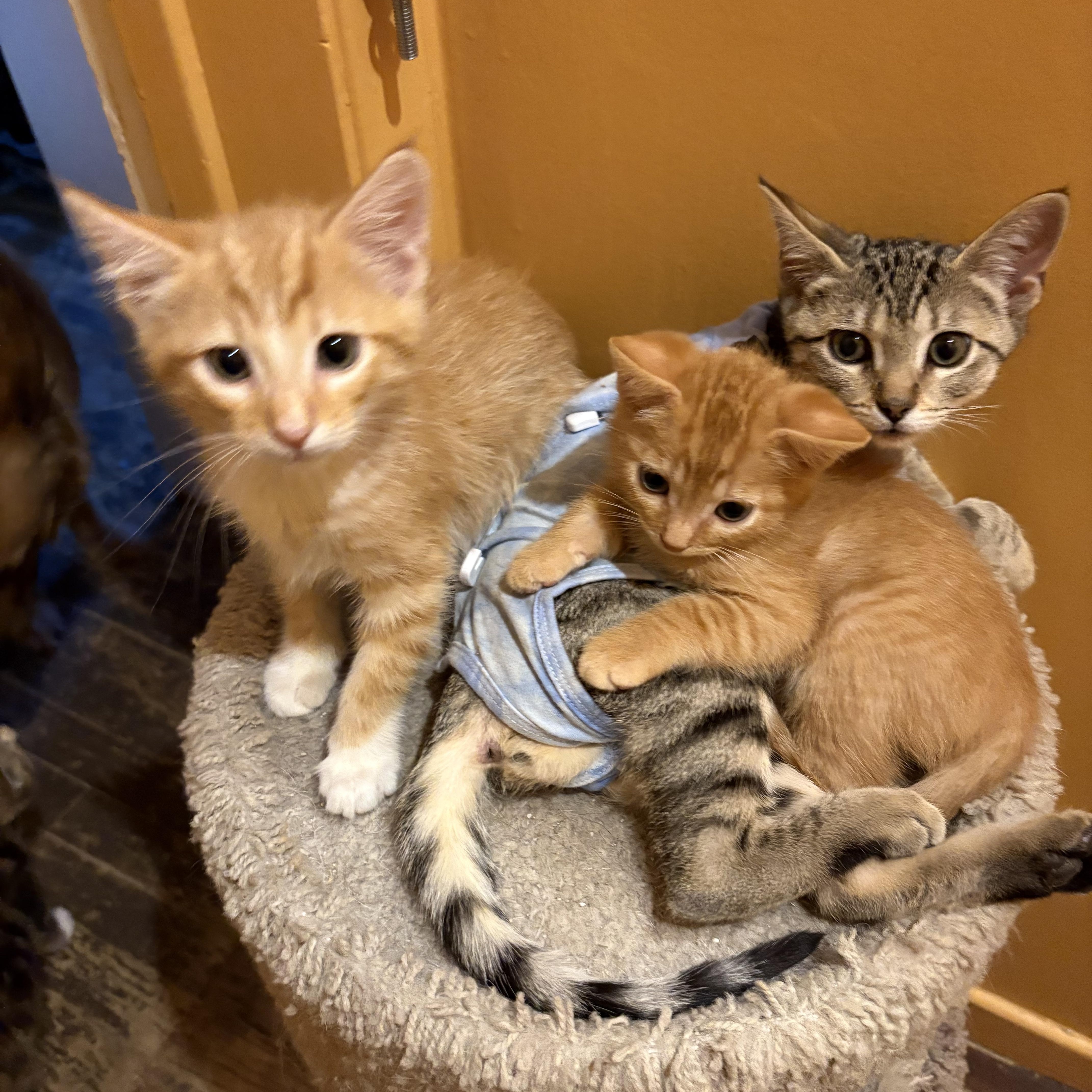 A baby medium-sized female Tabby (Brown / Chocolate) Domestic Short Hair cat named Poppy for adoption in La Canada, CA