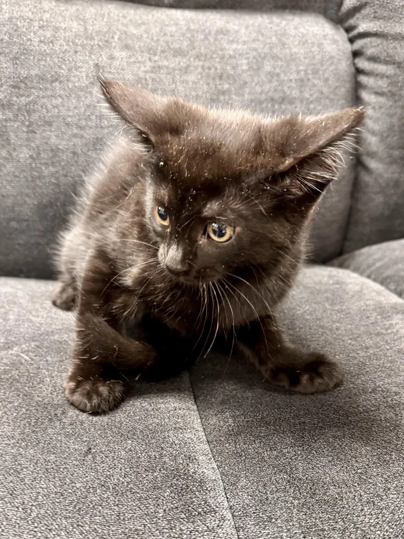 A baby medium-sized female Black Domestic Short Hair cat named Emberleaf for adoption in Midland, MI